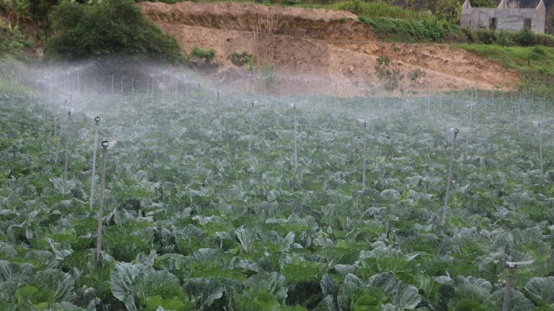 Nông dân ở vùng đất này của Sơn La trồng những loại rau gì mà giàu lên trông thấy?